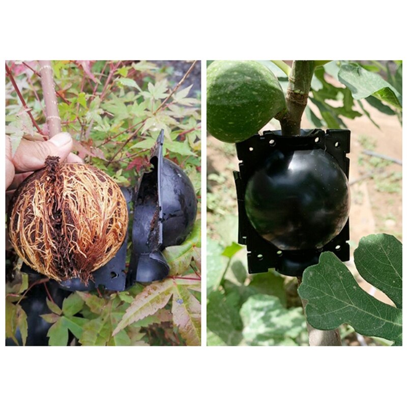 6Pcs Plant Box Garden Tree Compression Branch Propagation Bulb Rooting