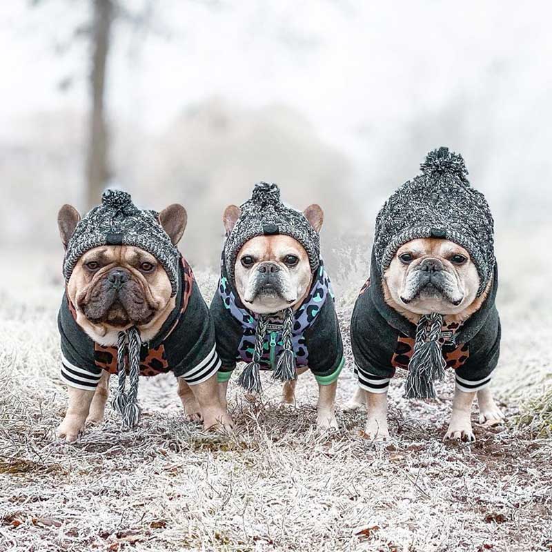 Herfst En Winter Bont Bal Warm En Winddicht Gebreide Hond Hoed Voor Franse Bulldog Chihuahua Warme Hond Bladerdeeg Bal Gebreide huisdier Headge