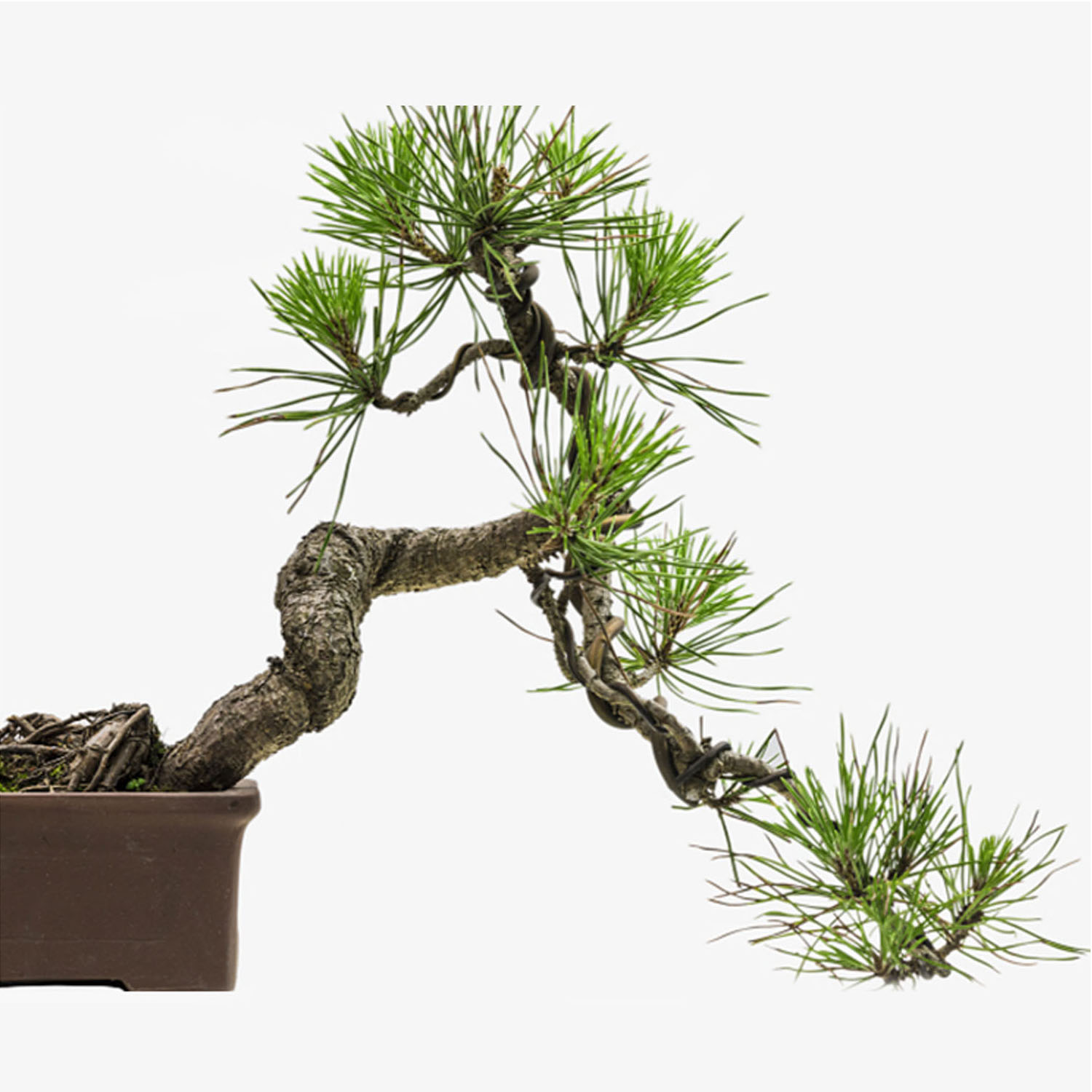 6 rouleau 5m aluminium arbre entraînement fils pour plantes de jardin bonsaï débutants formateurs artistes 1mm/1.5mm/2mm noir