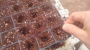 50 Pcs Chilean Pepper