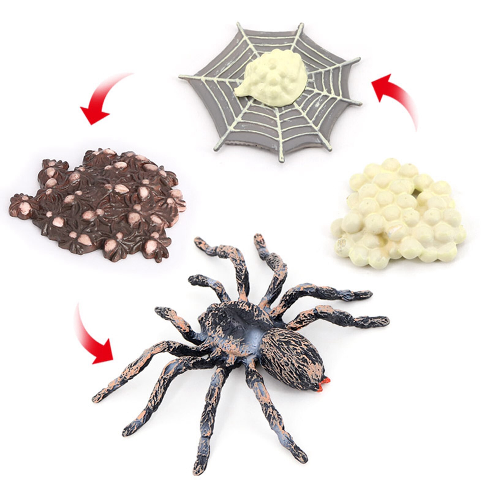 4 Pieces Nature Giant Whiteknee Spider Growth Toy Animal Growth