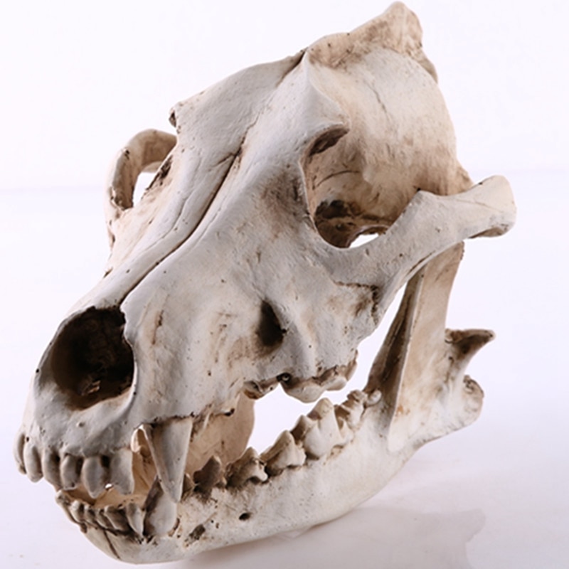 Wolf Schädel Skulptur Modell Wolf Hund Skelett Harz Simulation Ebene Schädel Modell Zu Hause Büro Bar Statue Dekor Handwerk Ornament