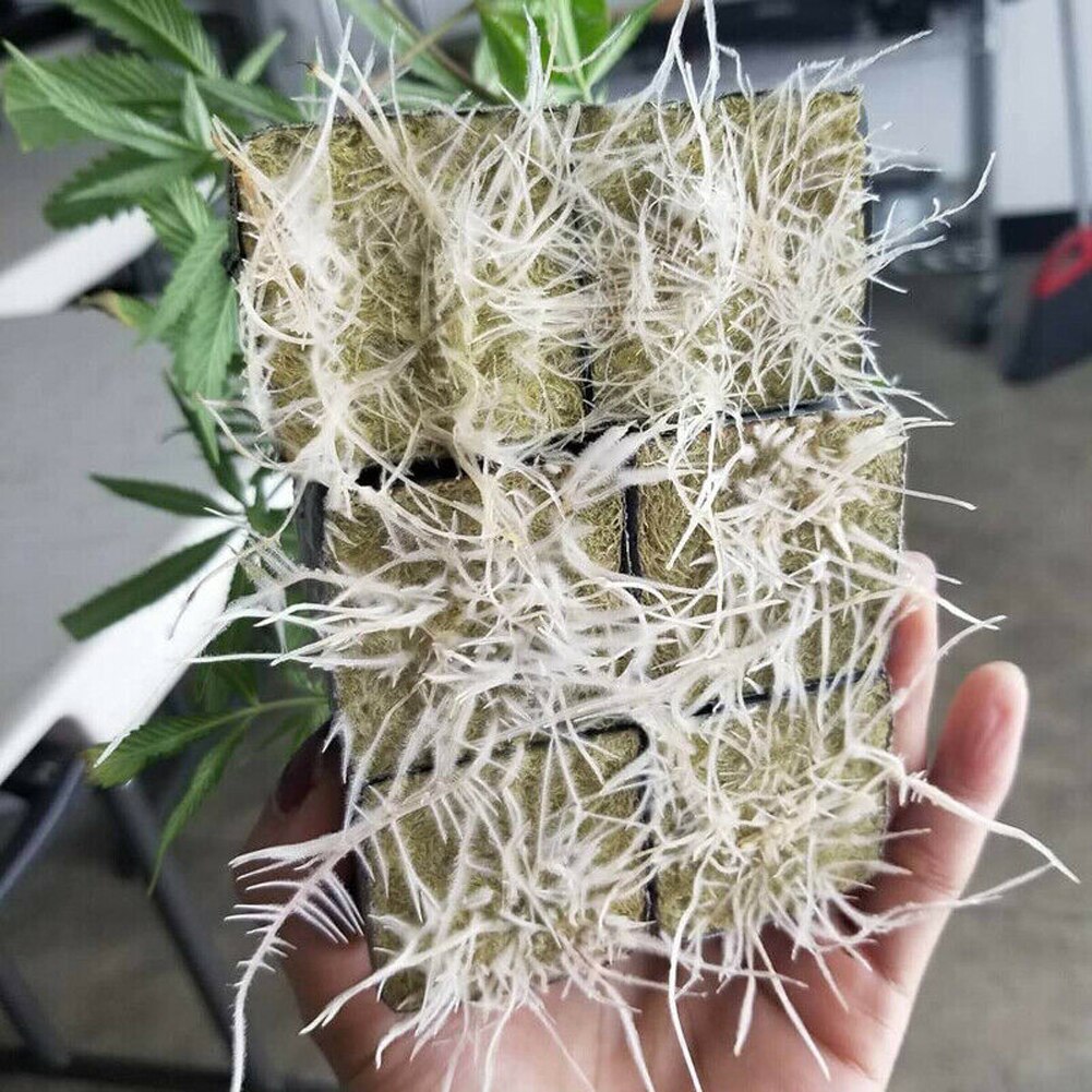 50Pcs Soilles Plantin Sponge Planting Grow Groden Starter Cubes Rockwool Media Spread Cloning Rock Wool Cubes 25x25x40mm