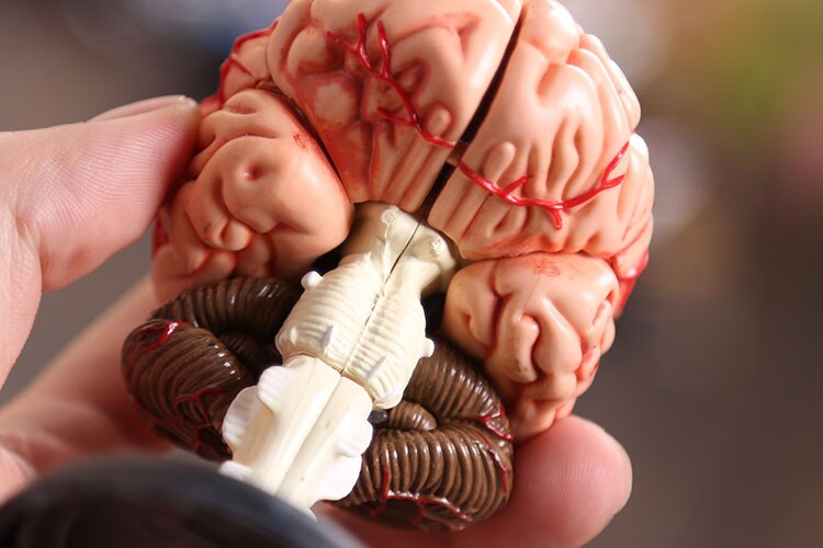 4D modello del cervello cervello modello di struttura assemblato Anatomia Umana modello tridimensionale