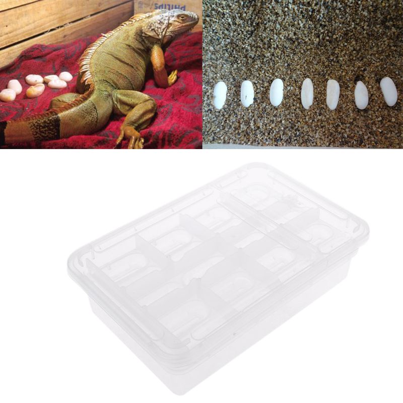 Caja incubadora de reptiles, bandeja para huevos, Gecko camaleón, herramienta de incubación