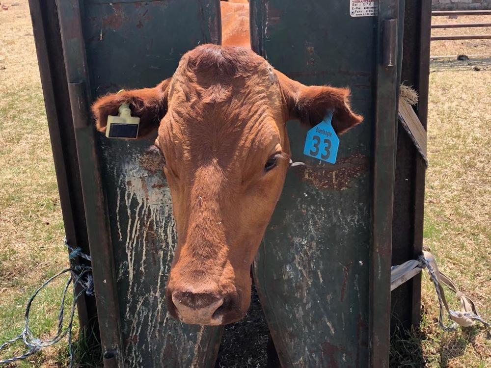 Solenergi gps dyr kvæg øremærke tracker tbt 300