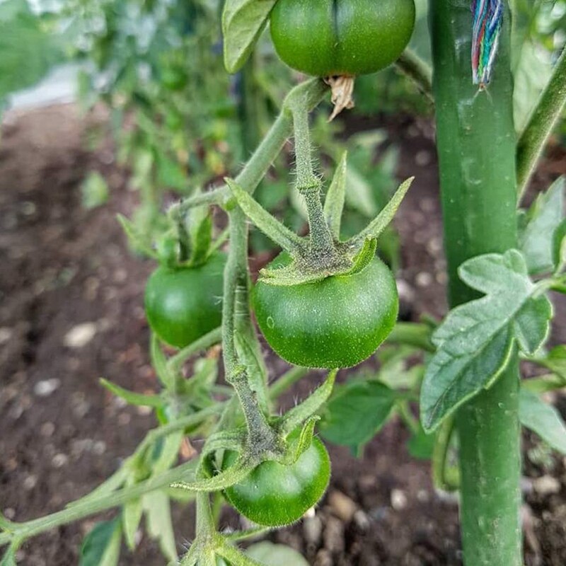 Practical 25 Pack Garden Stakes Metal Plastic Coated Plant Cage Supports Climbing for Tomatoes,Trees,Cucumber,Fences,Beans,40cm