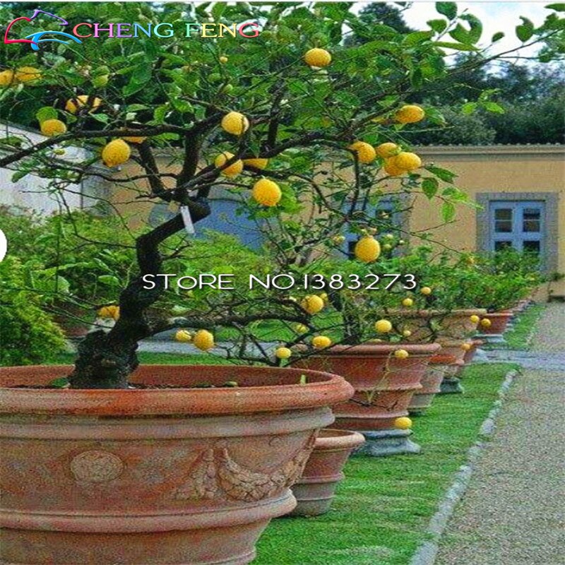 15 stücke 9 ARTEN Zwerg Zitrone Samen gemischt verpackt Natürliche Parfüm Obst Keramik werkzeuge Organische für Garten pflanzen: 3