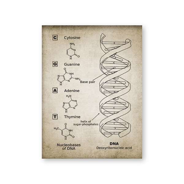 Dna En Rna Genetische Code Muur Art Prints Genetica Biochemie Student Vintage Wetenschap Retro Poster Kraftpapier: Goud / 21x30cm No Frame