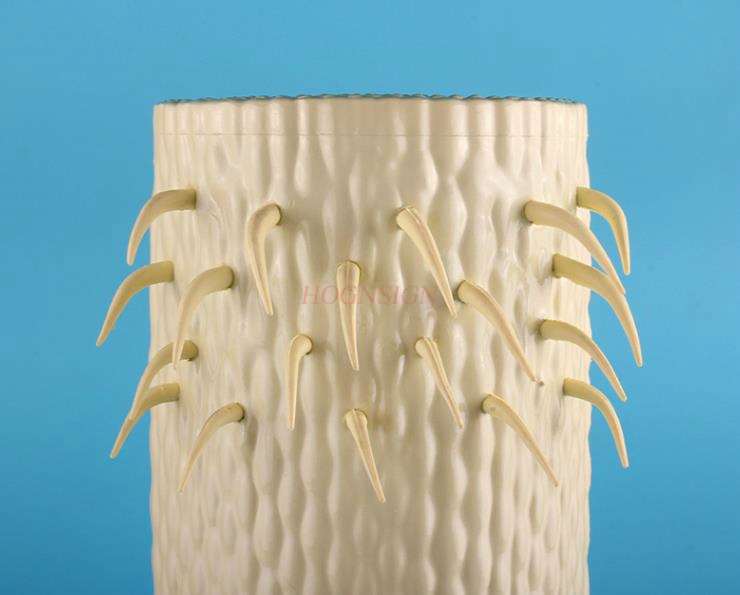 Plant root longitudinal profile model High school junior high school biology teaching model Root longitudinal profile model