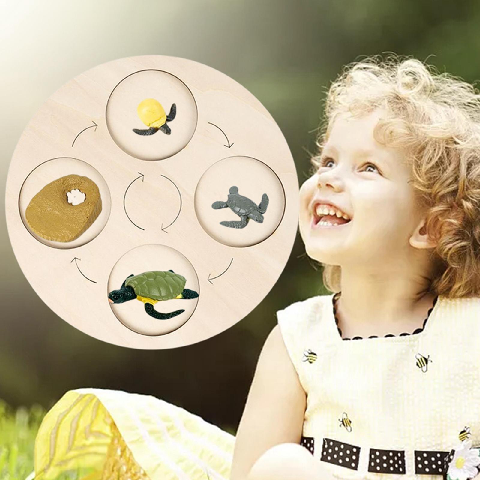 Montessori Life Growth Cycle Board Puzzle do zabawy dla dzieci zwierzęta wczesna edukacja prezenty zabawka na prezenty przedszkole 3 4 5 6 lat dzieci: Tortoise