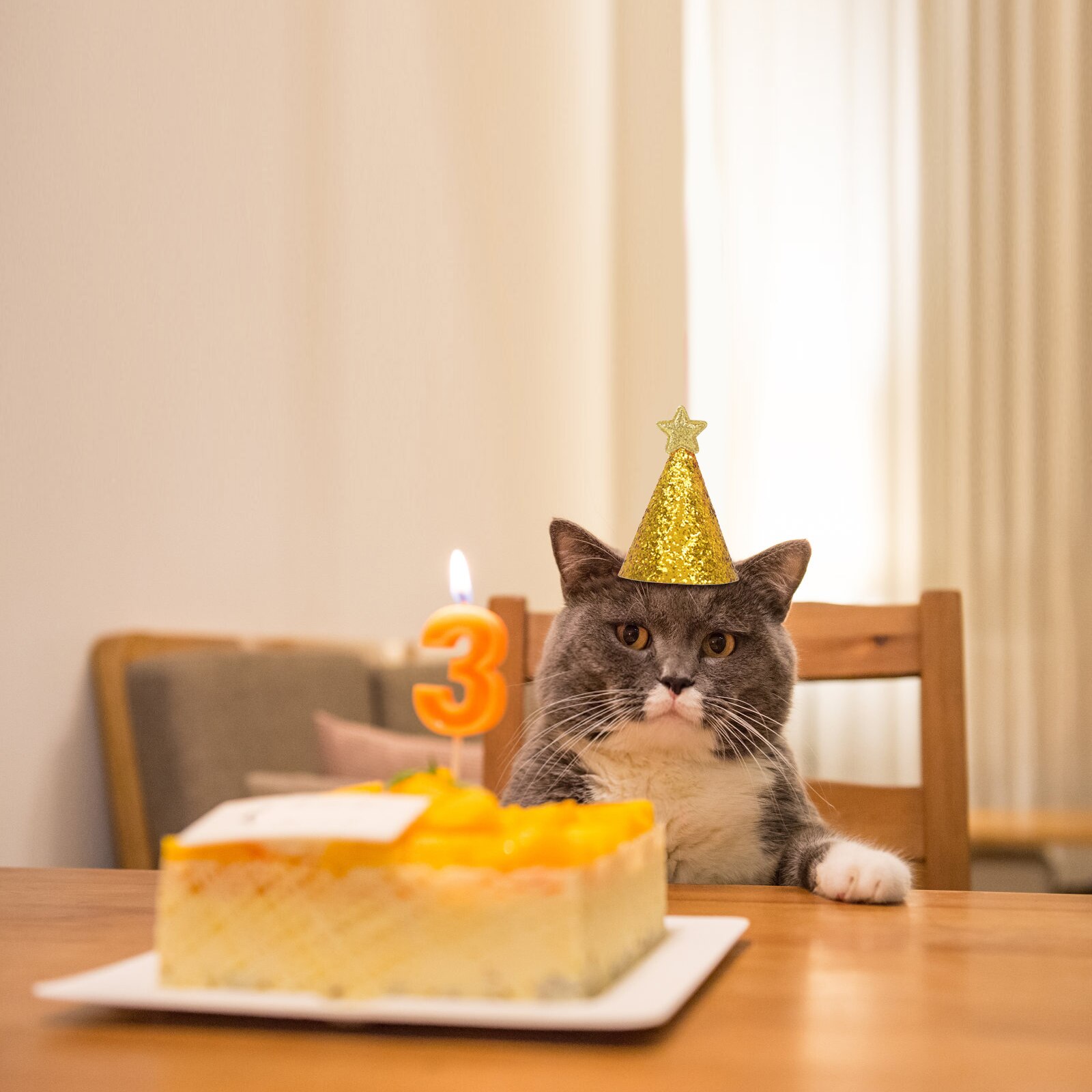 2 uds mascota cumpleaños sombrerería de gorras sombrero traje de de sombreros brillo lentejuelas sombreros con estrellas ropa para mascotas Ropa Accesorios