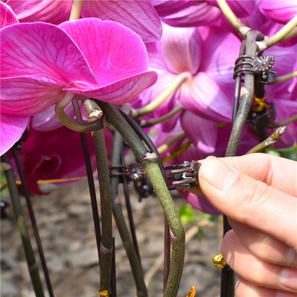 100 stykker plast orkidé klip planter støtte klip have tomat trellis klip phalaenopsis klip blomst veggie vin/stængel klips