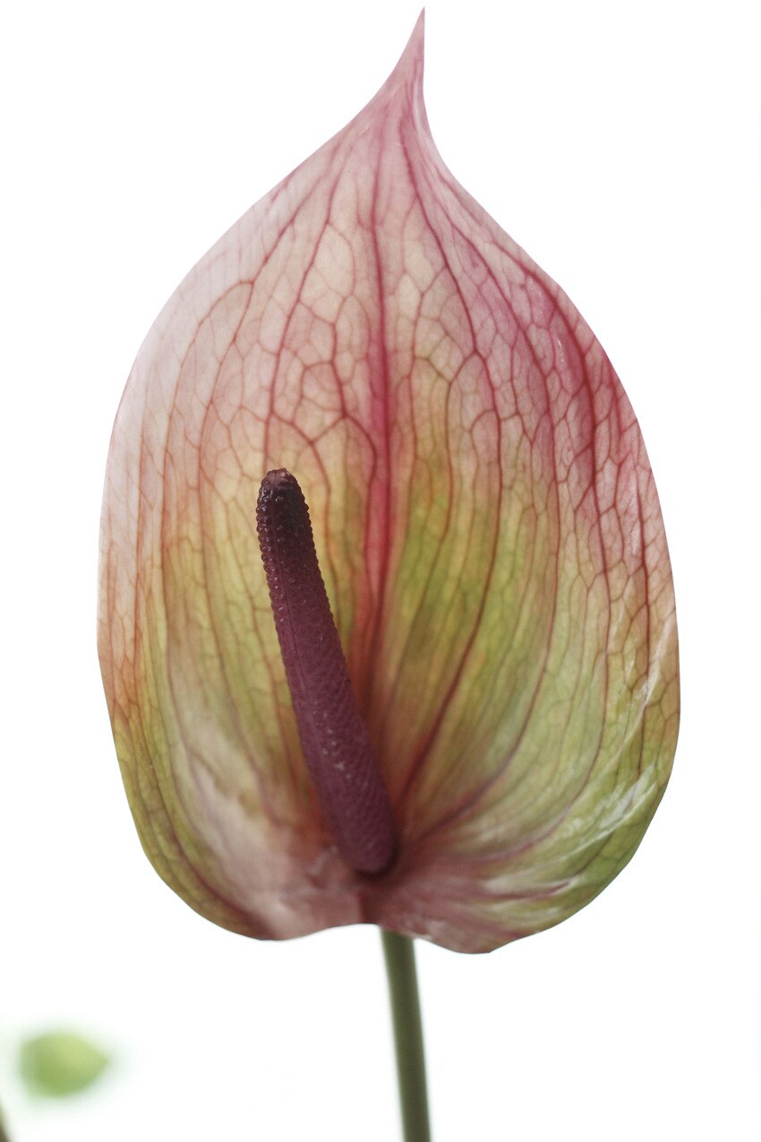 Anthurium blomster indendørs planter balkon kontor kunstige blomster bonsai gulv blomst hjem dekoration: Lyserød grøn