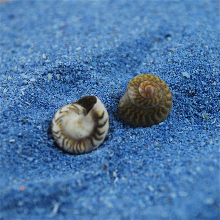 Gevlekte zwart mini conch slakken speciale micro Koning schelp Moderne woninginrichting kroonslakshells aquarium aquarium bodem
