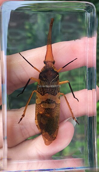 1 stykke møgbilleprøve skorpion i klar harpiks pædagogisk udforske instrument skole biologi undervisningsartikler 73 x 41 x 20mm: Fulfora candelaria