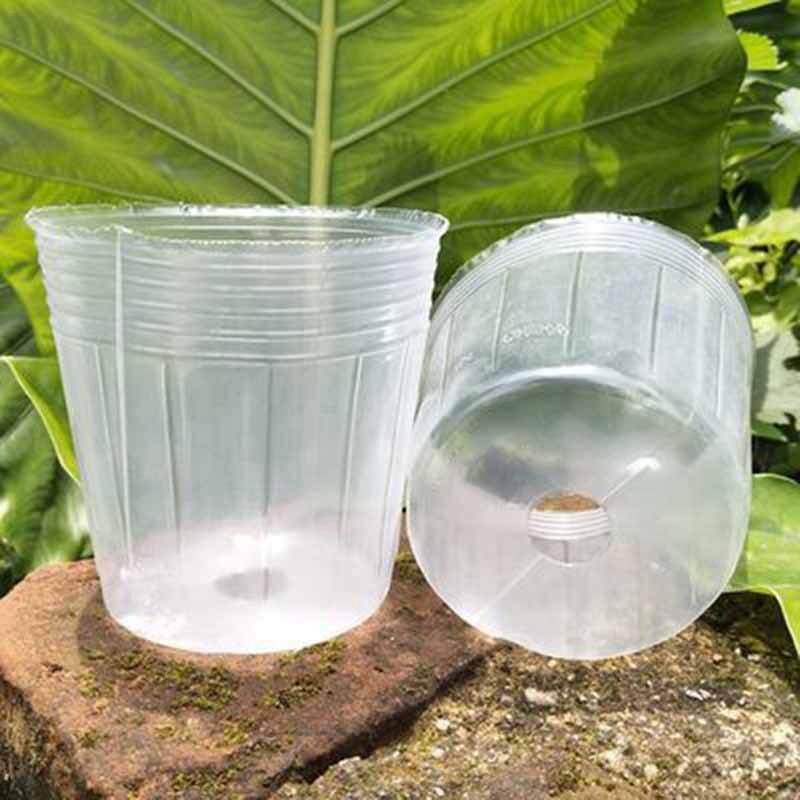 50 stk gennemsigtig frøplantekop saftige orkidé gennemsigtig gryde ernæringspose frøplantekop ernæring skål blomsterpotte: Default Title