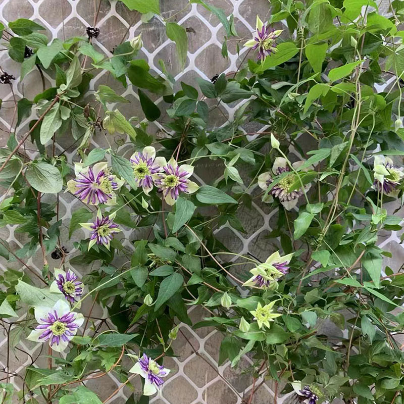 1 metri x 16/40 "5cm foro verde balcone guardrail agricoltura recinzione isolamento HDPE rete di plastica rete da giardino griglia per animali domestici pollo gatto