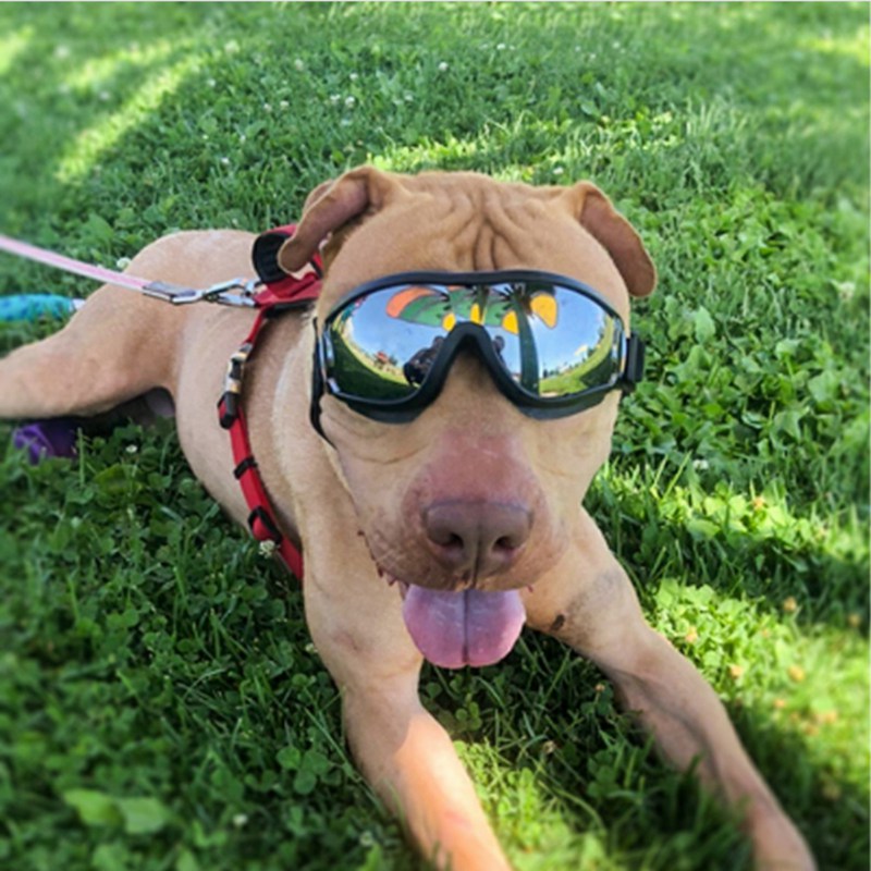 Cool Hond Zonnebril Uv-bescherming Winddicht Goggles Pet Eye Dragen Medium Grote Hond Zwemmen Schaatsen Bril Accessaries