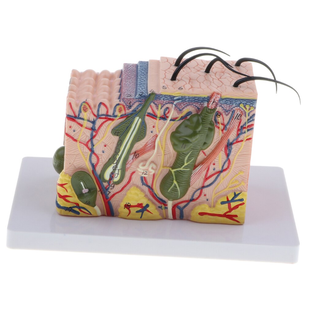 Human Skin Subcutaneous Tissue Dissection Model Magnify 35X