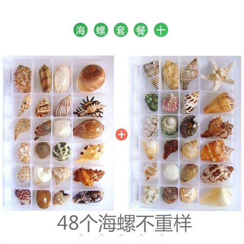 Natuurlijke Schelp Zeester Exemplaren Box Voor Kinderen Voorschoolse Mariene Biologie Populaire Wetenschap Decoratie Ambachten
