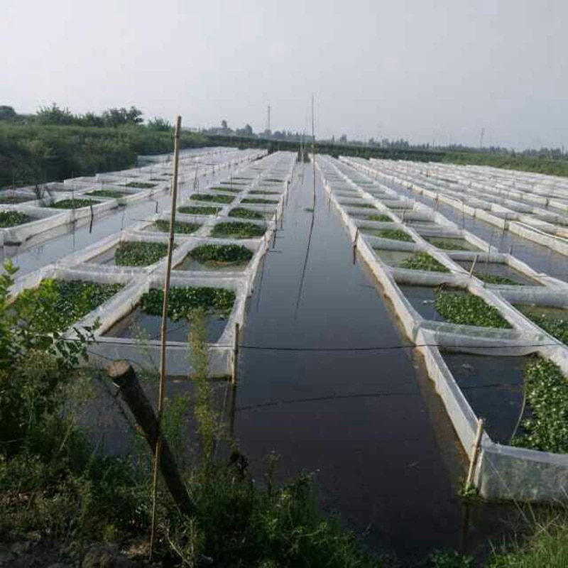 Filet d'aquaculture en maille PE épais 100 | Étui pour homard crabe Monopterus, Albus Anti-fuite filet d'élevage, personnalisation taille disponible