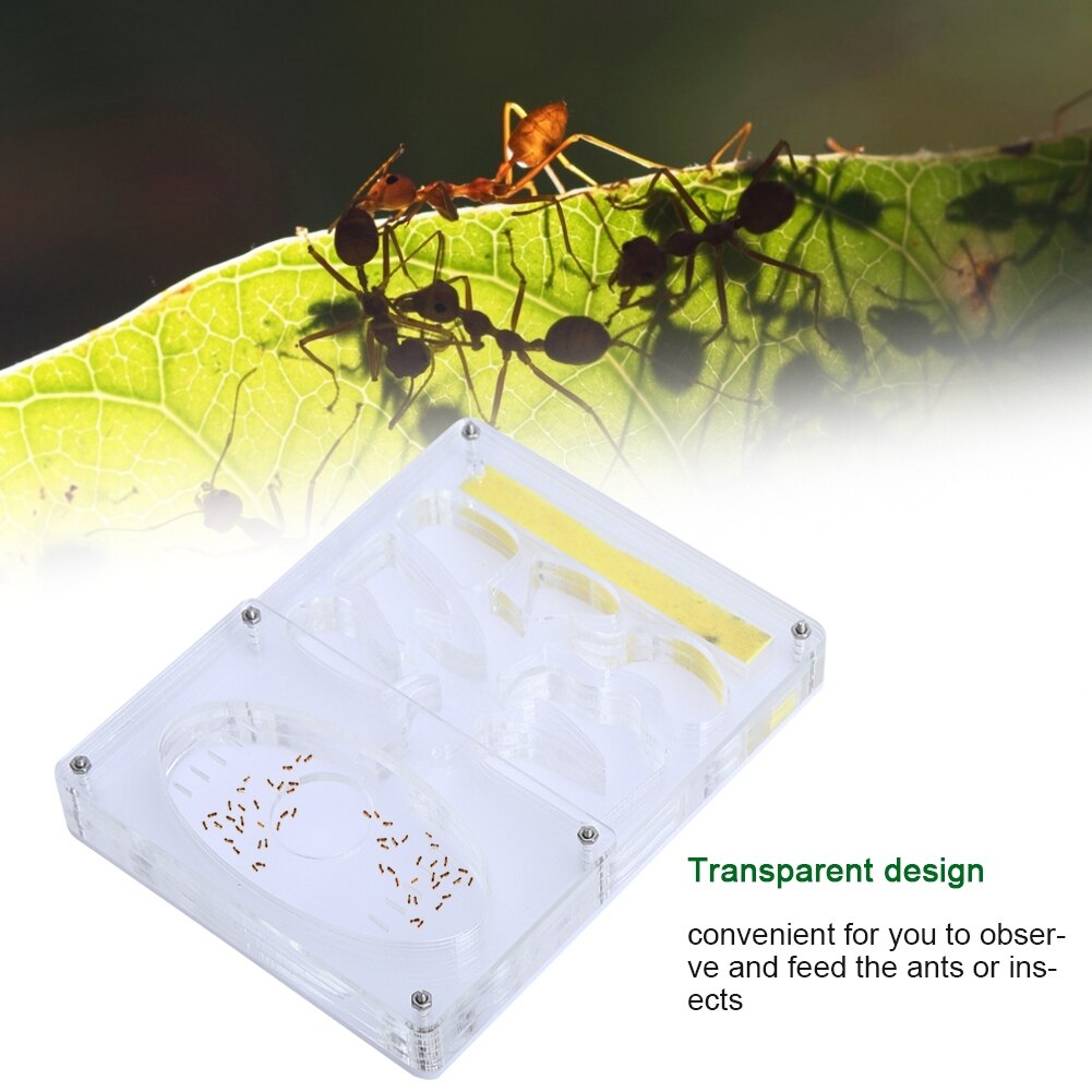Acrylic Transparent Ant Breeding House Nest Formicarium Display Box Ornamental Reptiles Living Box Acrylic Breeding Box Ant Farm