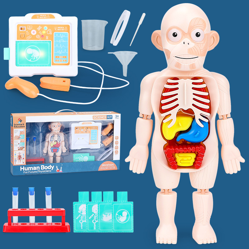 Menschlichen Torso Körper Modell 3D Puzzle Menschlichen Anatomie Modell Abnehmbare Orgel Puzzle Intellektuelle Spiel Spielzeug Art Pädagogisches Zubehör