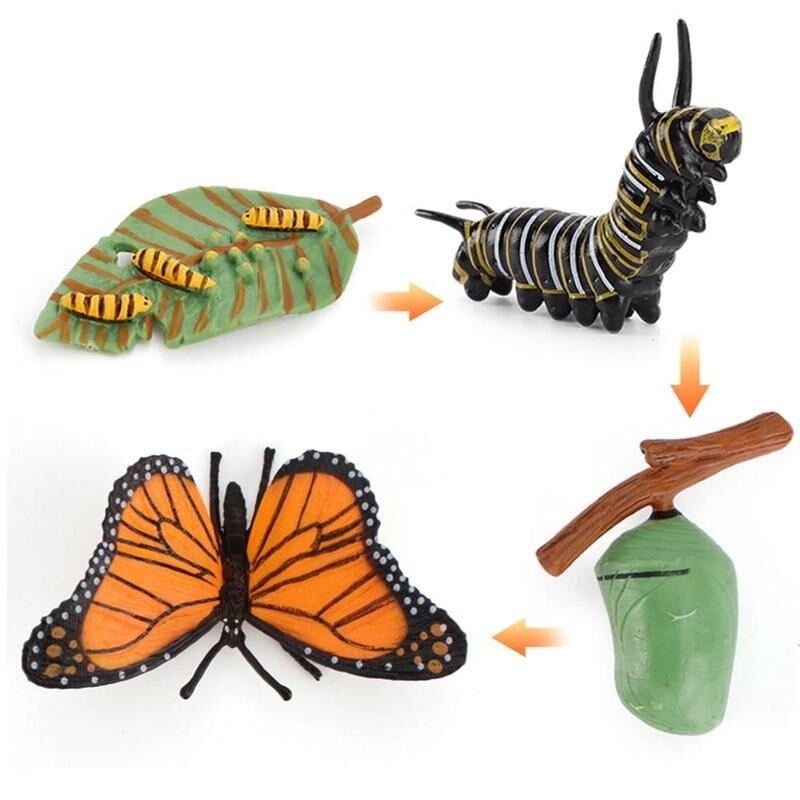 Simulatie Insect Bee Groei Cyclus Model Beeldjes Kikkers Zee Groei Mier Set Mosquito Model Cyclus Cijfers Kip Speelgoed T G5N