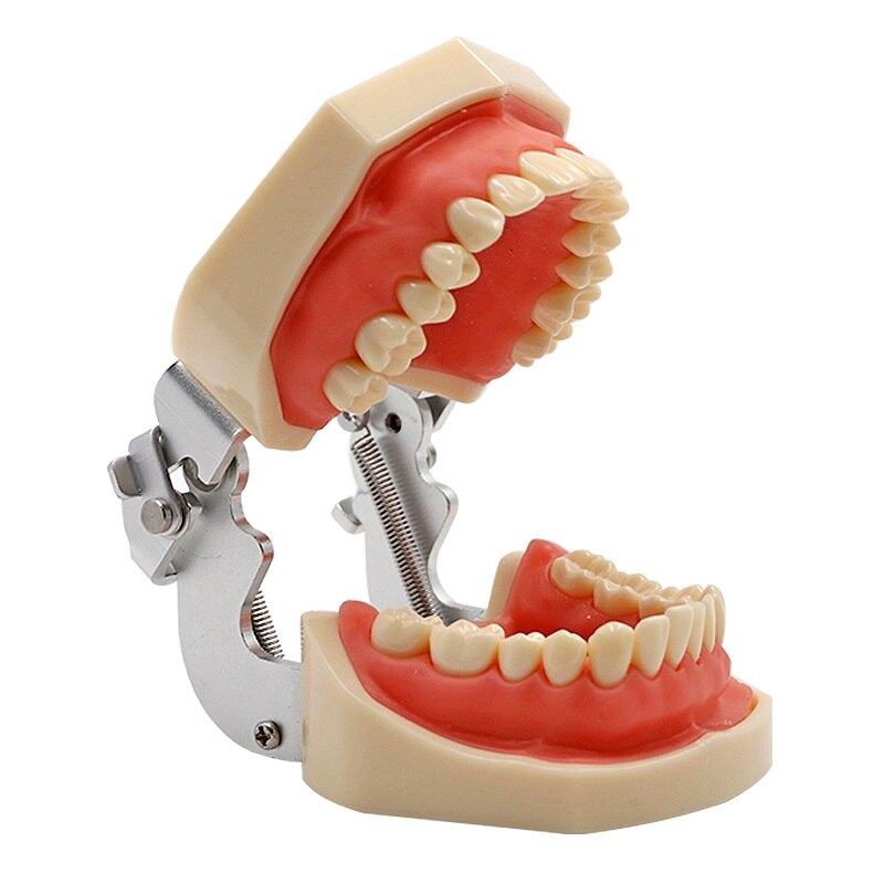 Resin Dental Model 28 Removable Teeth Model Dental Tooth Typodont Model for dentist Teaching Gum teeth model Dentistry Equipment