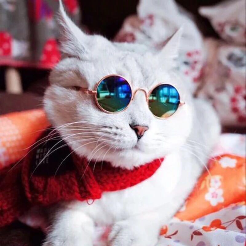 Gafas de sol con de ojo de gato para perros pequeños, lentes de sol para mascotas, accesorios para fotos, 2 uds./Set