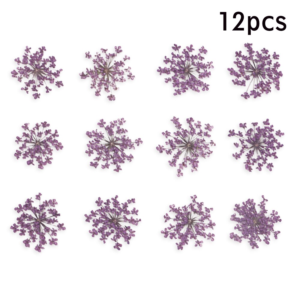 12/30Pcs Pressed Dried Ammi Majus Flower Dry Plants Necklace Jewelry Making Craft DIY Accessories Artificial Flower Decorations: 05