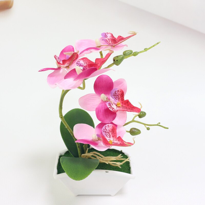 Clusia Rosea | Handtekeningboom | Shop cadeau