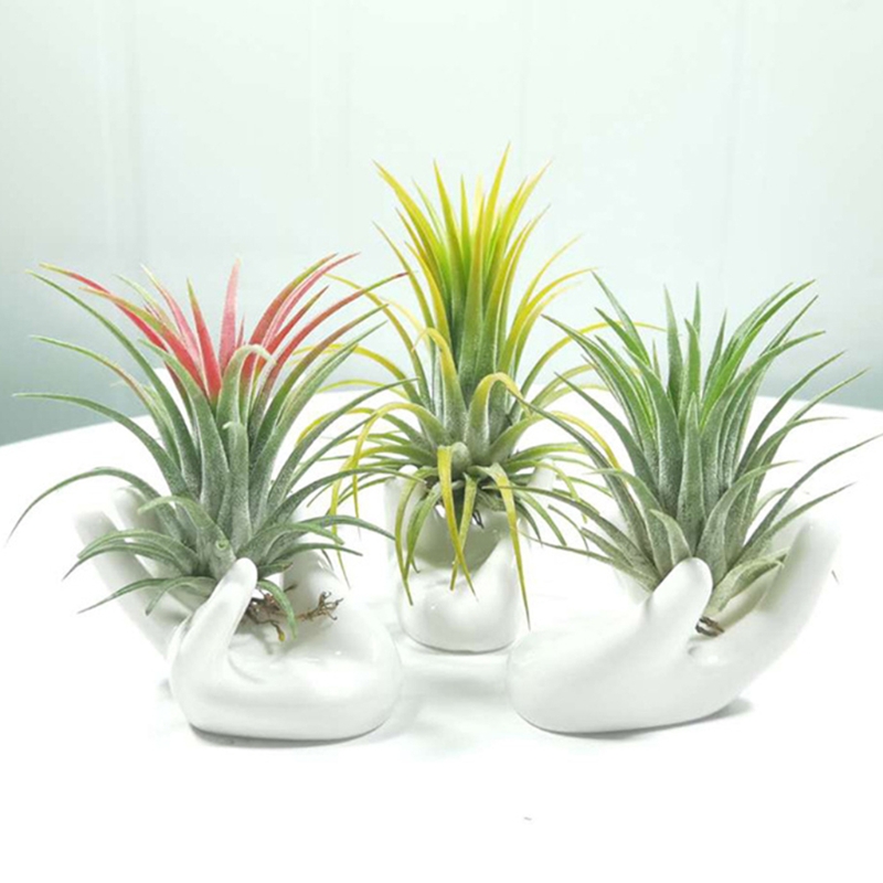 Soporte para clavel de aire, soporte de cerámica en forma de mano, para taza de té, para casa, de Tillandsia, 3 uds.