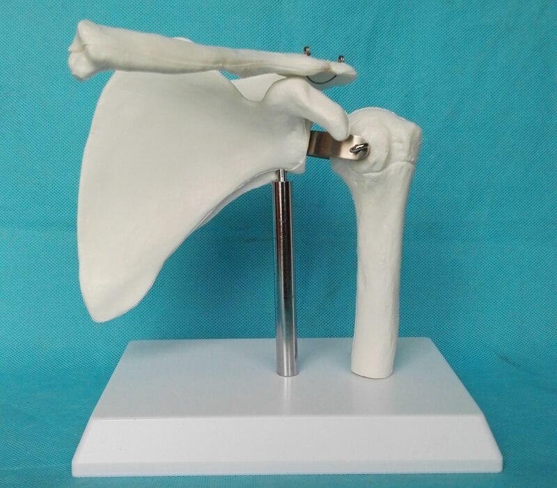 1: 1 shoulder joint model bones Teaching of skeleton medicine