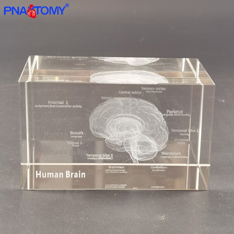 Squelette en cristal, humain, , dents, cœur, poumons, avec Instruction, modèle Transparent, démonstration médicale, anatomie: Brain6X6X10CM