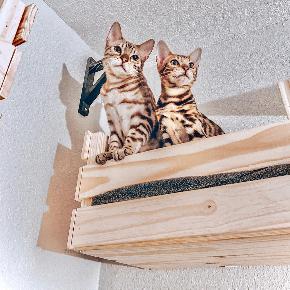 Panier mural en bois pour chat, étagère pour chat, lit de perche, hamac de couchage, grattage d'escalade, meubles muraux modernes pour chats