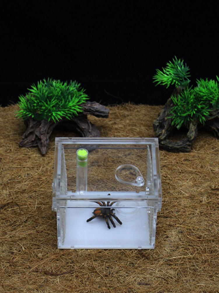 Reptile Breeding Box Acrylic Transparent Sliding Cover Reptile Tank Insect Spiders Tortoise Lizard Feeding Box Terrarium