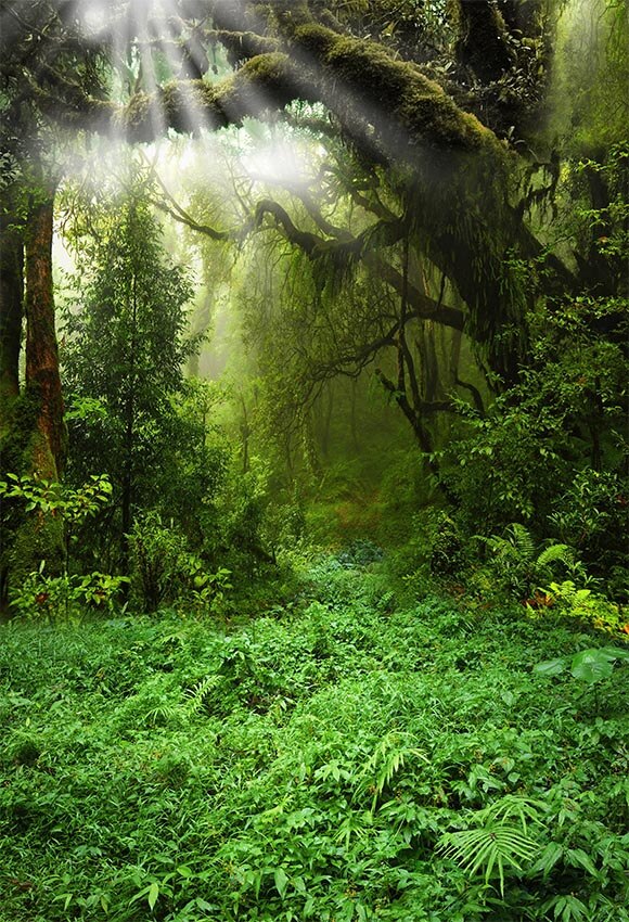 MEHOFOTO achtergrond voor foto studio sprookjesbos maan jungle groen gras boom achtergrond photocall photo prop professionele