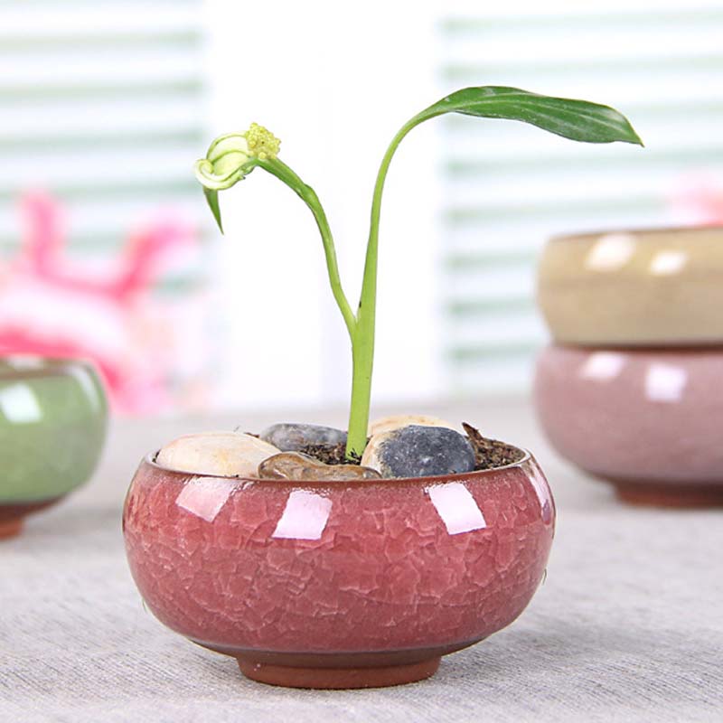Céramique glace fissure Zisha série succulente plante Pot Cactus bonsaï Pot Pots de fleurs conteneur planteur décoration pour bureau jardin
