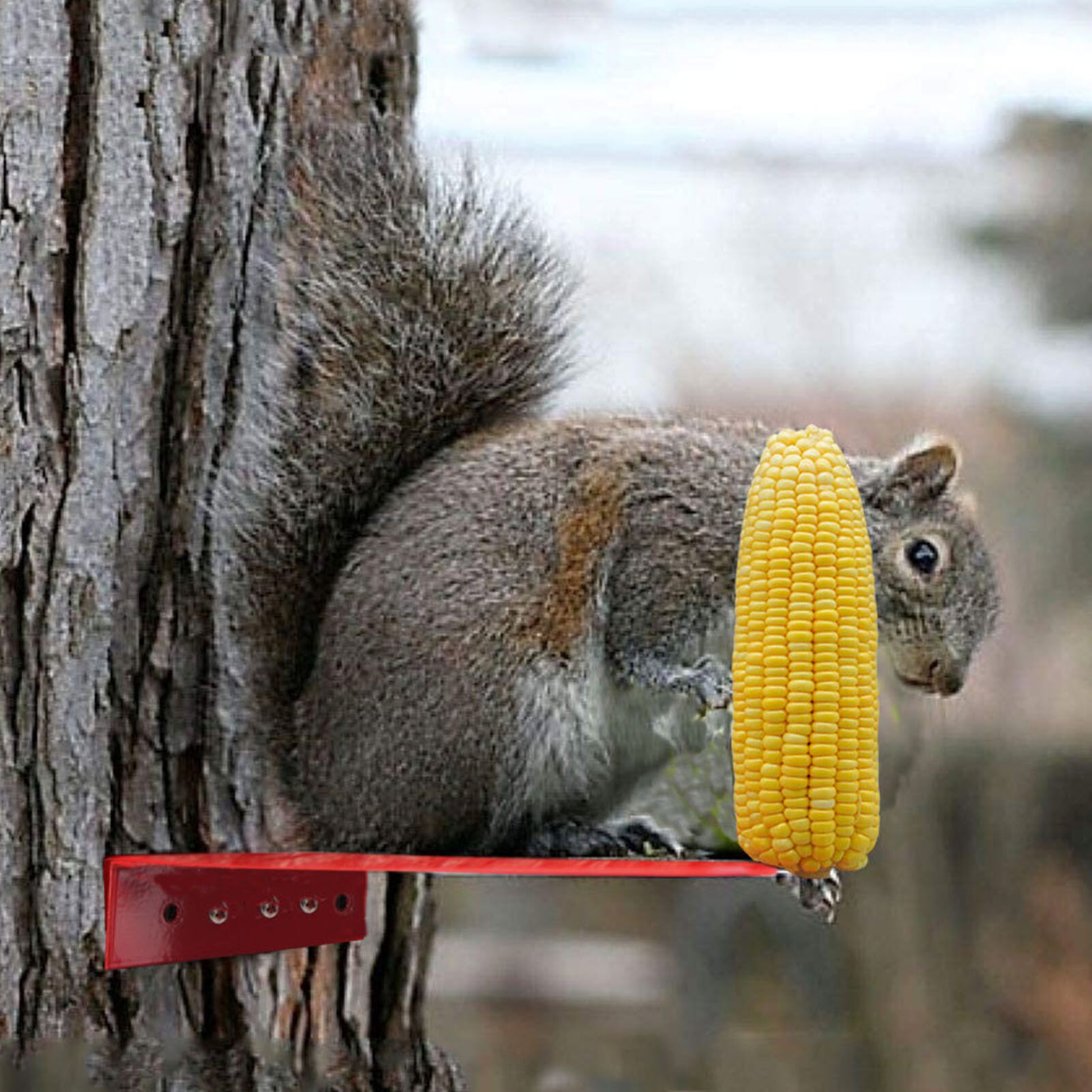 Squirrel Feeder Durable Recyclable Squirrel Red Feeding Platform Suitable For Oranges Apples Corn And Other Foods