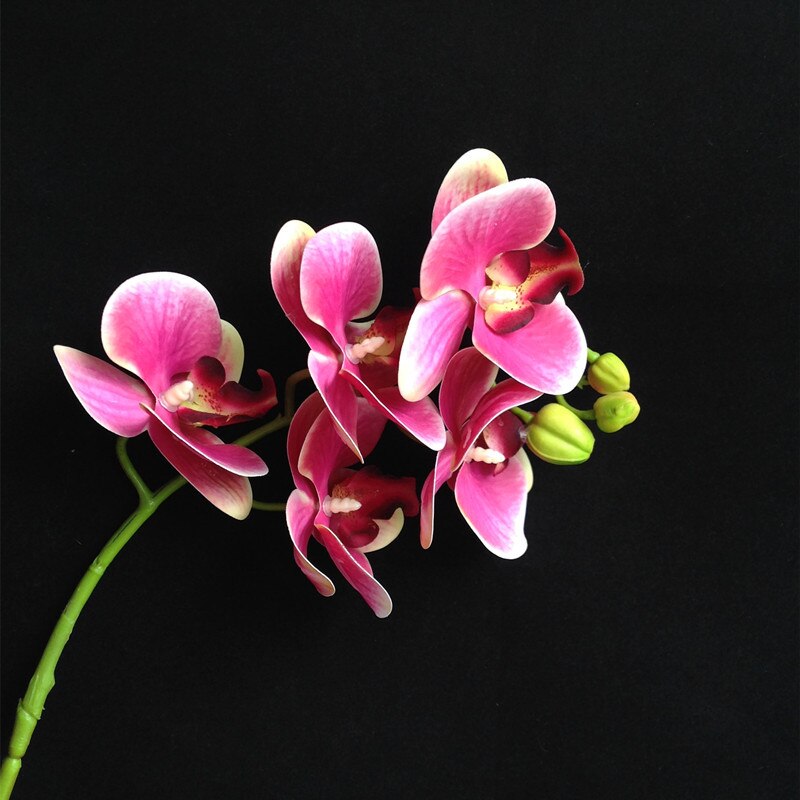 Phalaenopsis - 4 Witte Orchideeën - Amabilis - Bloeiende Kamerplanten