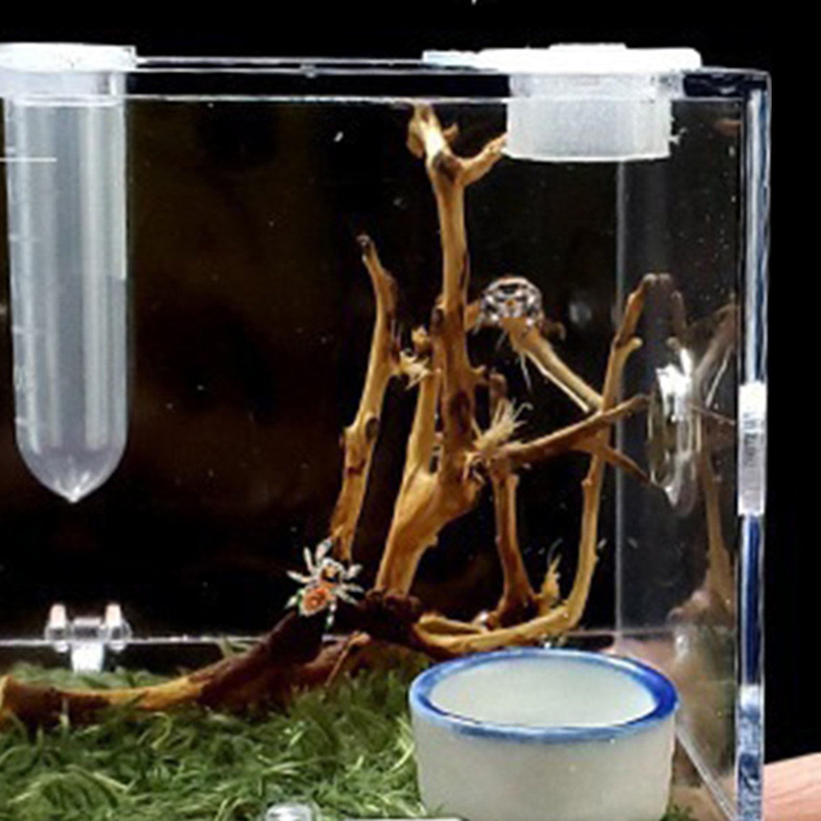 Jumping Spider Ant Small Insect Breeding Box Breathable Transparent Portable Acrylic Assembled Insect Eco Box Moss Carpet