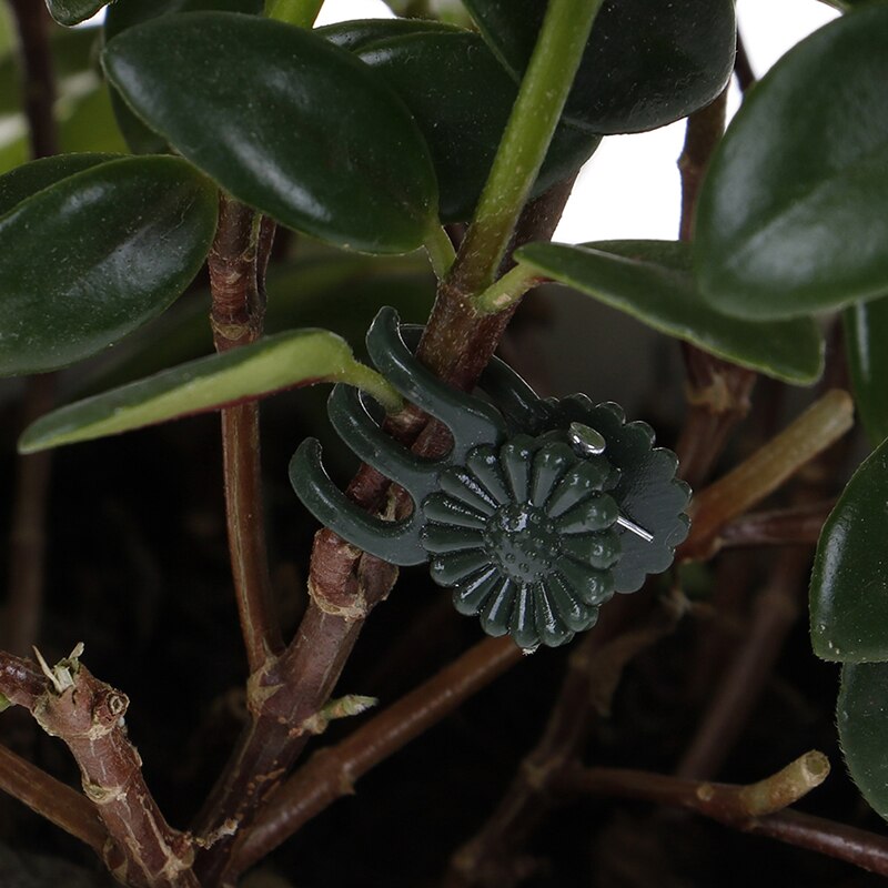 20pc plast haven haven klip speciel klip til phalaenopsis graft klip plante vinstok klip orkidé stilk vinstok støtte bundt havearbejde værktøj