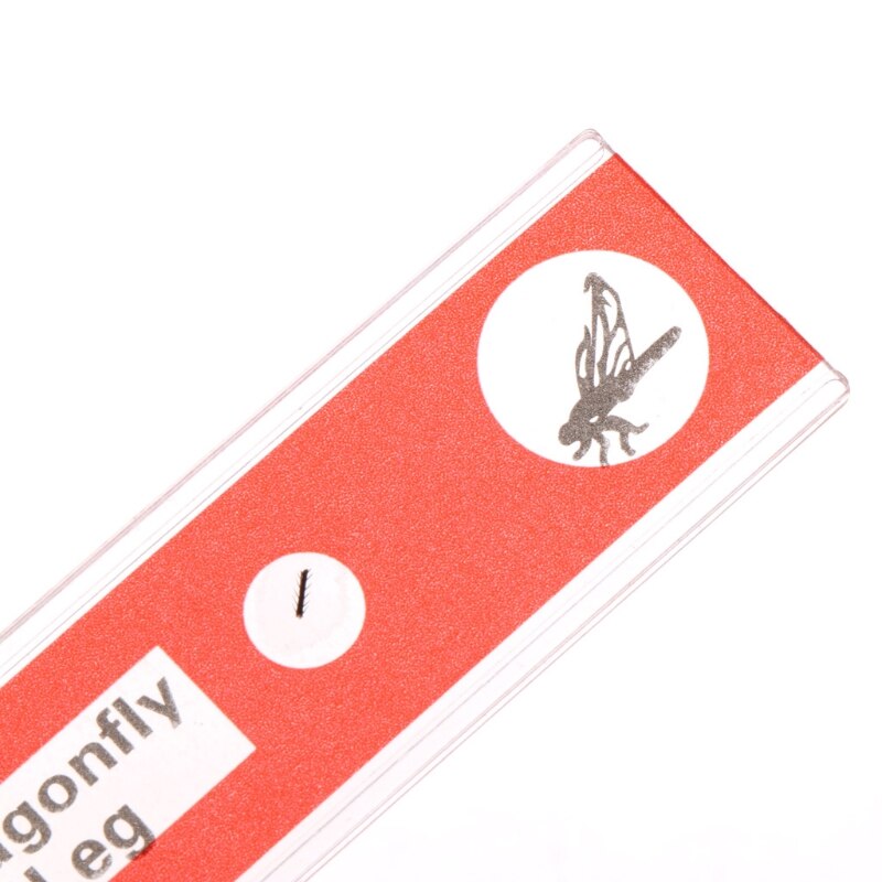 12 Pcs Microscope Slides Specimen Lens Biology Animals Insects Plants Flower Sample for Children Home School Science Educational