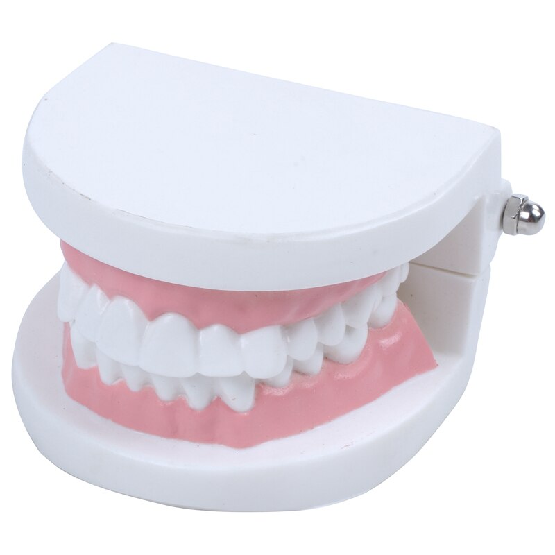 Tandarts tandarts tand model teach Roze gummy tandvlees standaard Voor medische doeleinden