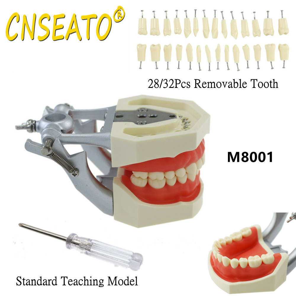 Dental Model Training Typodont Teeth Model With Removable Teeth Standard Teaching Gum Study Dentistry Demonstration Replacement