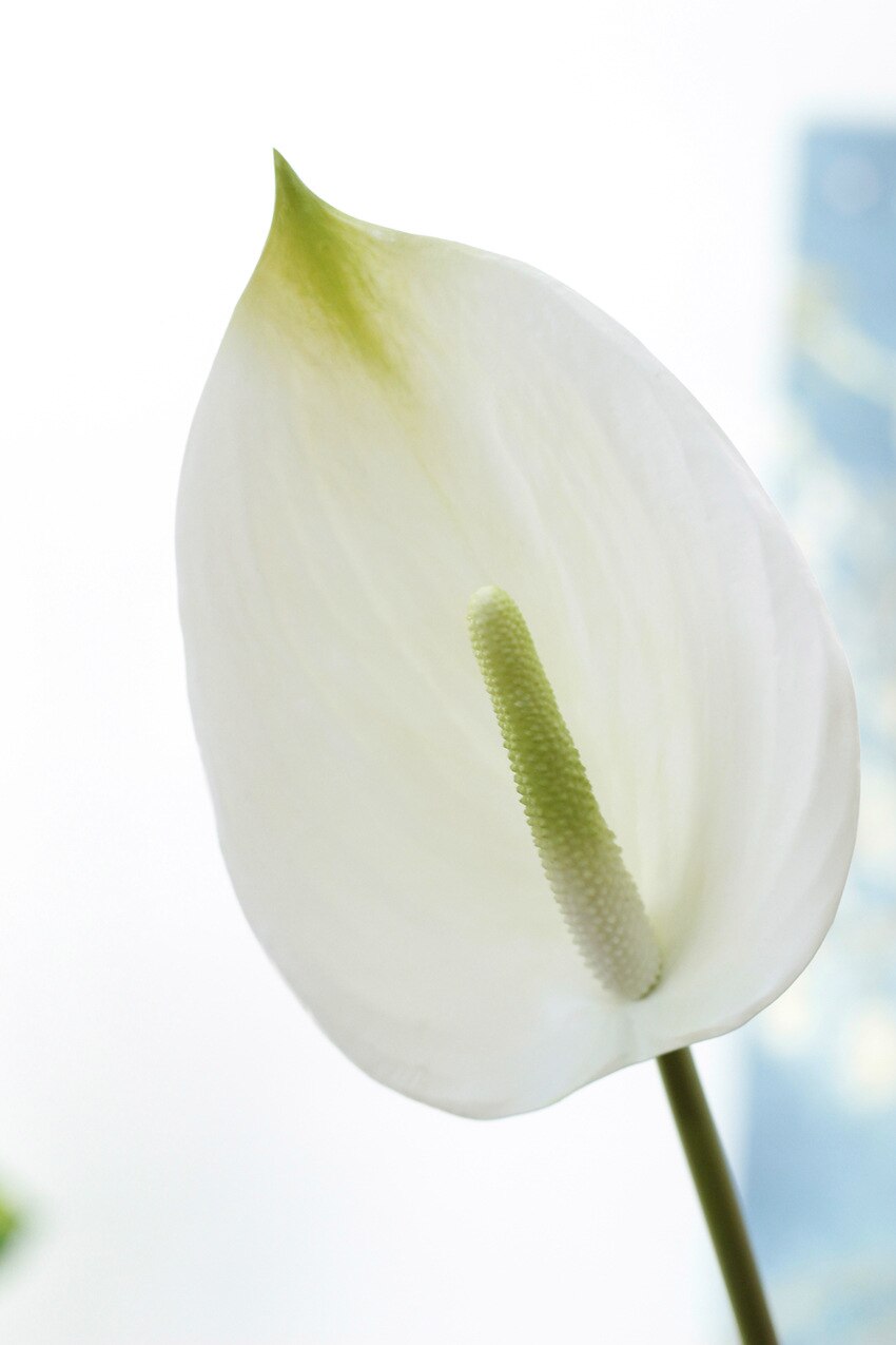 Anthurium blomster indendørs planter balkon kontor kunstige blomster bonsai gulv blomst hjem dekoration: Hvid
