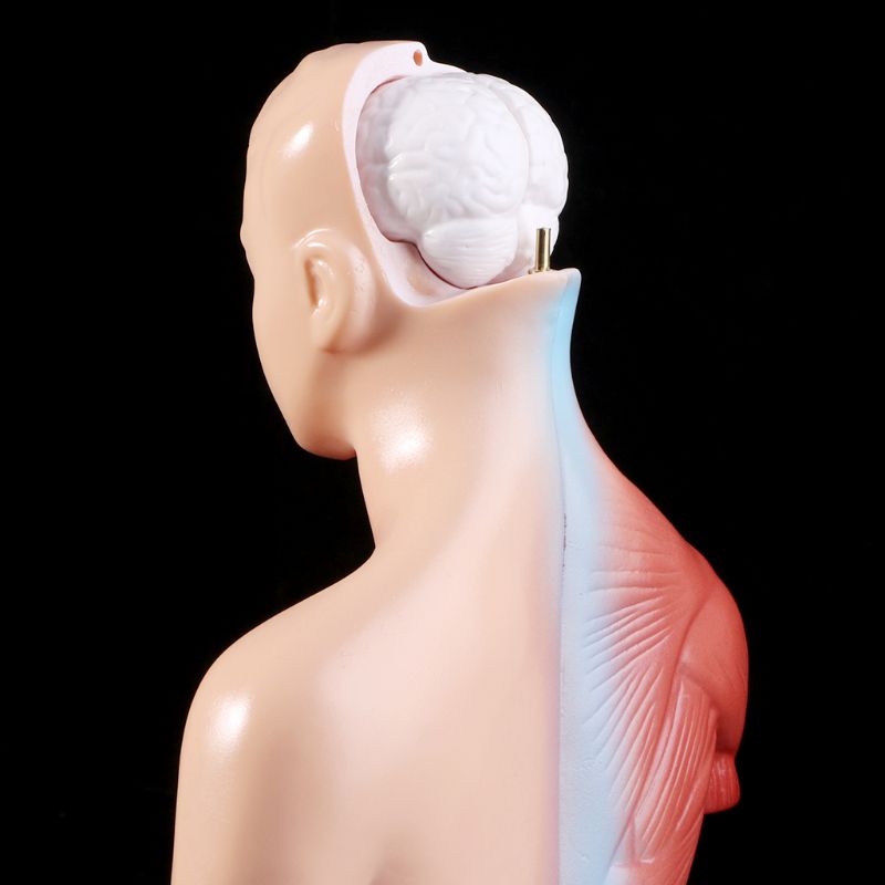 Human Torso Body Model Anatomie Anatomisch Interne Organen Voor Onderwijs