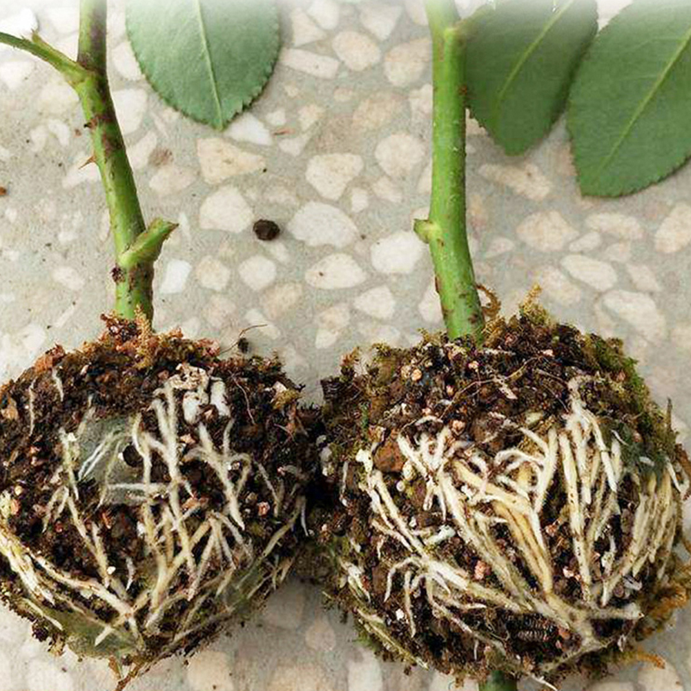 4 Pcs Reusable Plant Rooting Equipment Kit-High Pressure Breeding Ball Box Breeding Garden Graft Box Sapling Equipment 3 Sizes